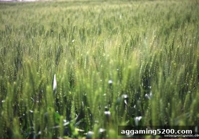 沙巴体育官网新会员注册福利与特权全攻略