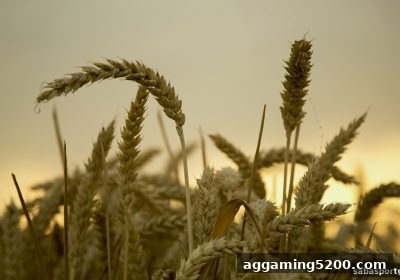 沙巴体育官网签到奖励的快速支付机制与安全保障深度解析